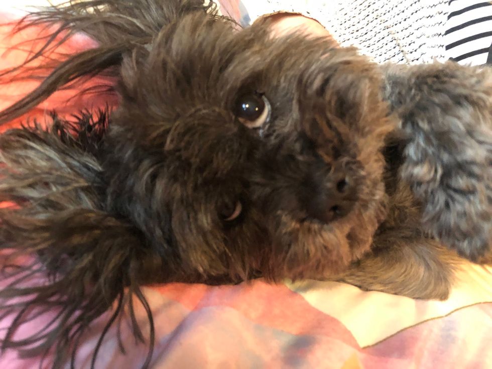 Finals Week As Told By Dogs