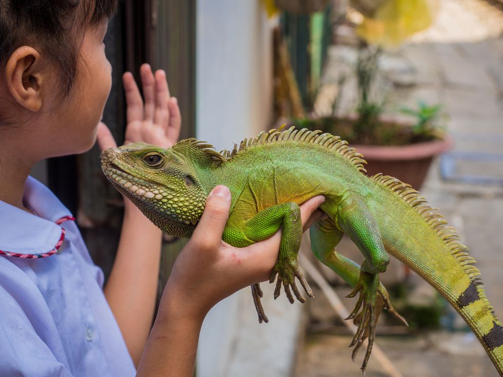 They Might Be Cold-Blooded, But These 10 Reasons Prove Lizards Will Warm Your Heart