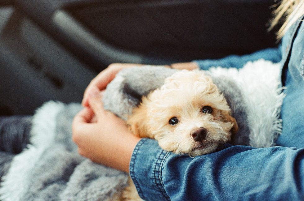 5 Reasons You Should Have A Dog In College