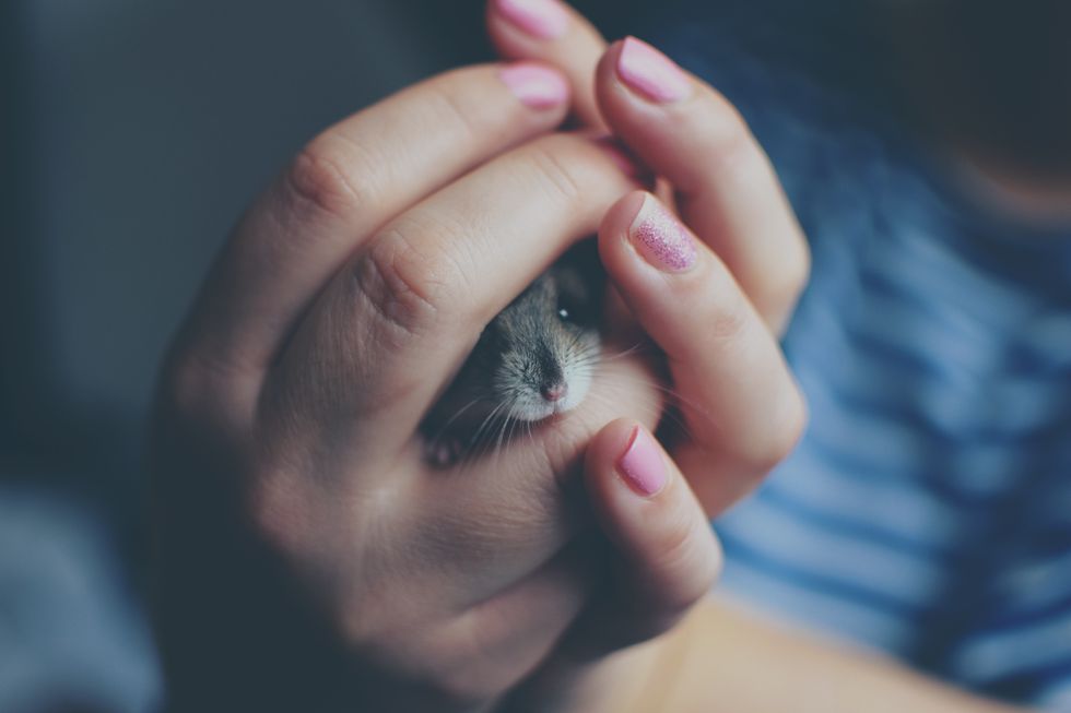 6 Reasons Hamsters Are Simultaneously The Best And The Worst Pets