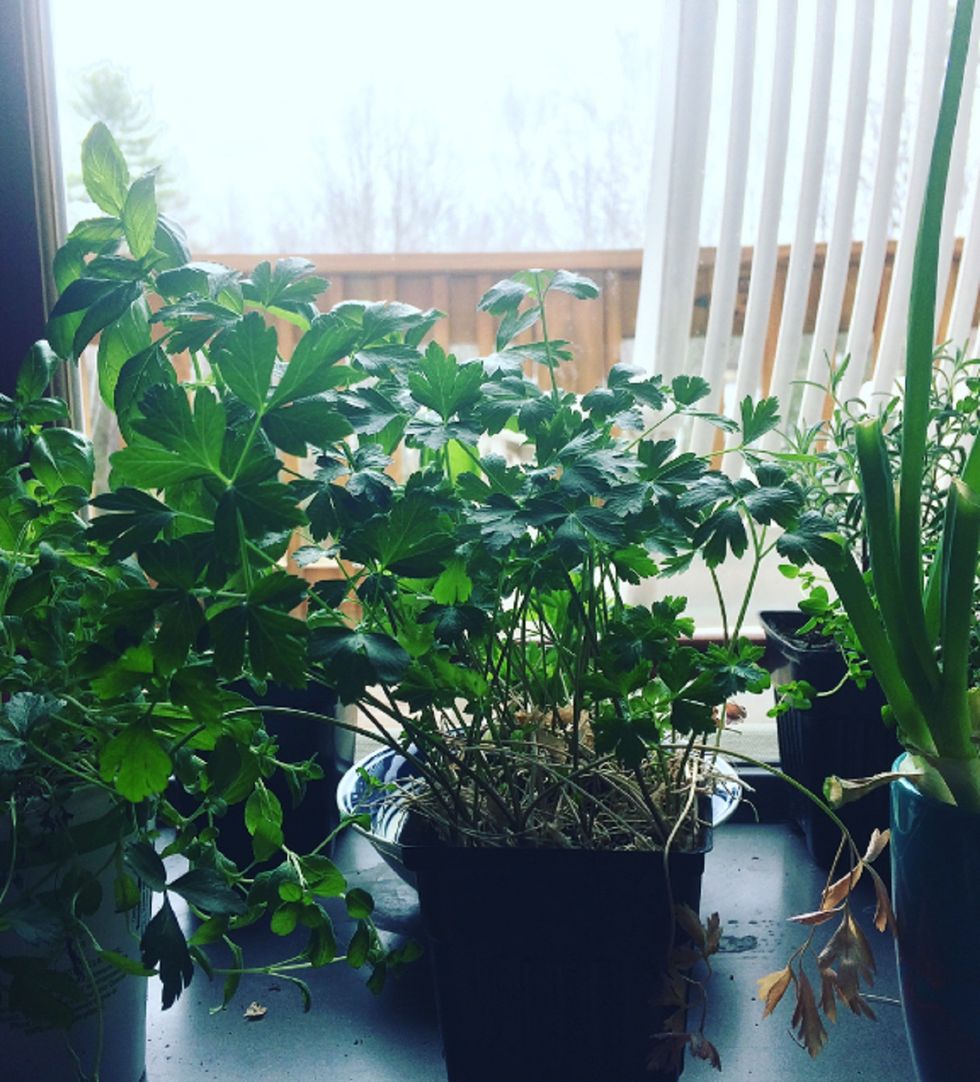 A Vegetable Garden... In An Apartment?
