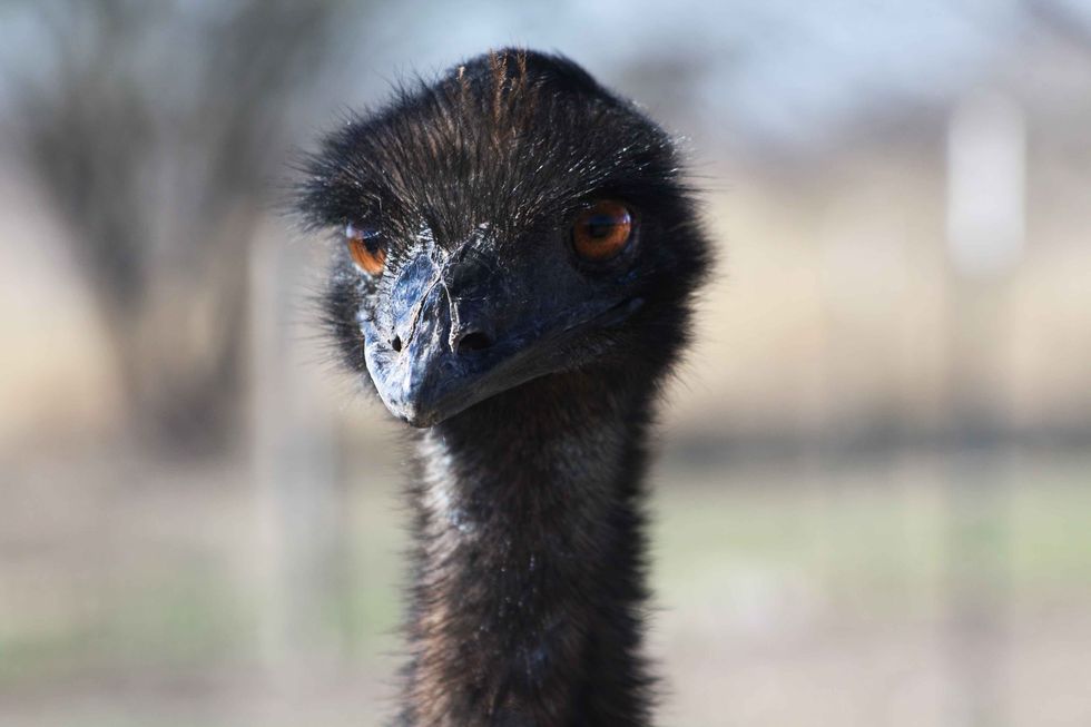 The Emu War Of 1932 Actually Existed, Yes, You Heard That Correctly