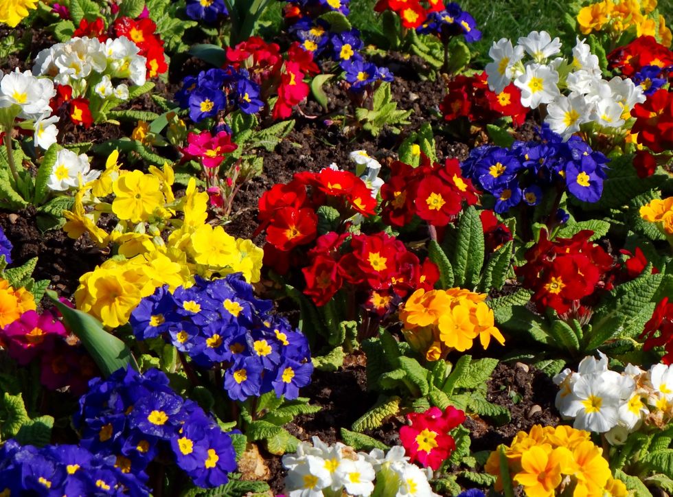 9 Plants That Will Turn Your Garden Into A Summer Rainbow