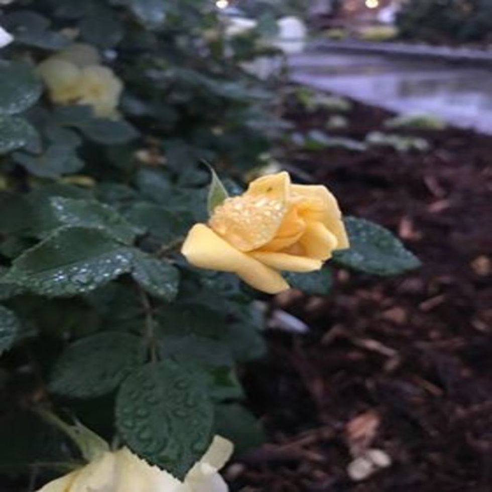 Why Actions Speak Louder than Words