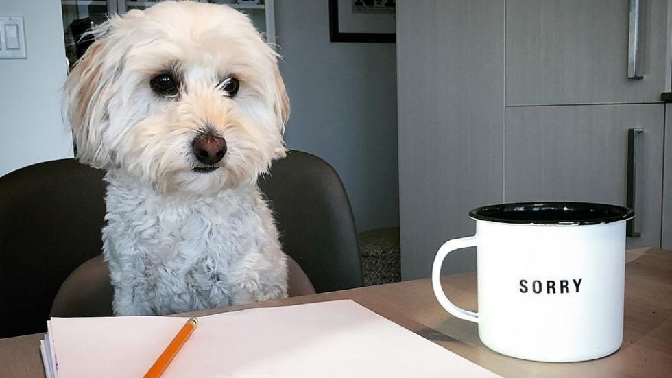 Finals Week As Told By Dogs