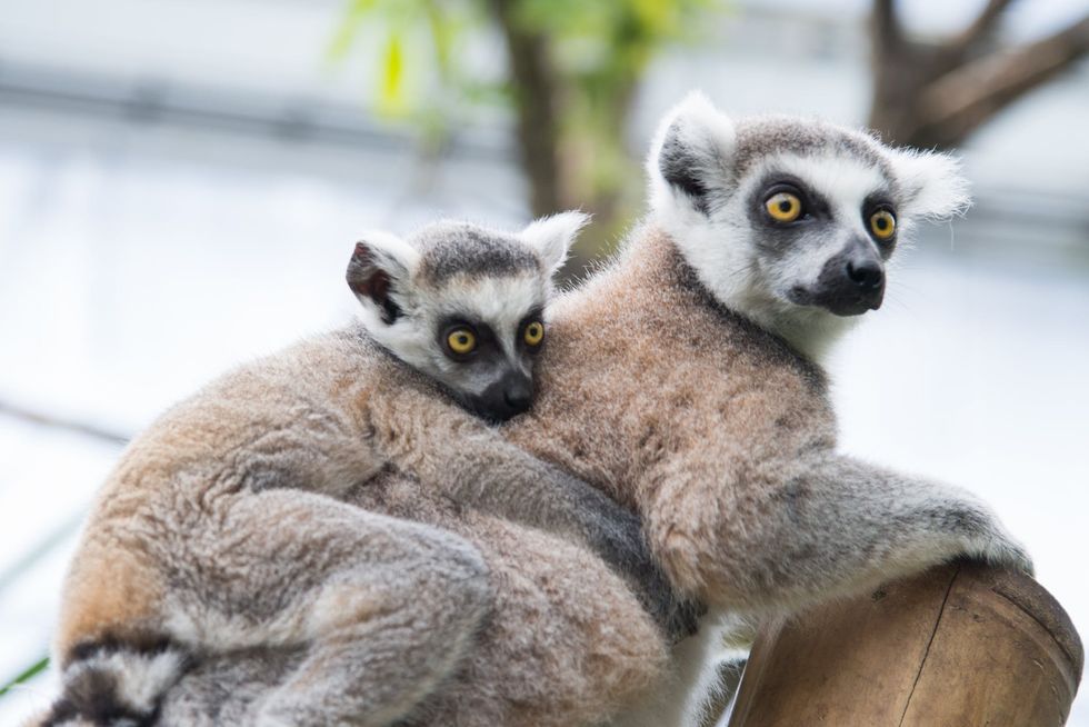 You Should Care About Lemurs, Here's Why