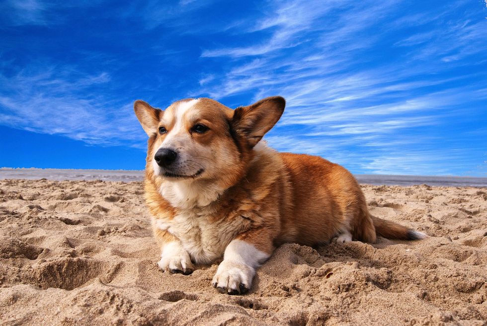 7 Corgis For Every Mood You've Had While Cooking In College