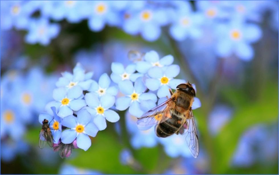 Dear Millennials, These Are 12 Ways We Can Be The Generation That Saves The Bees
