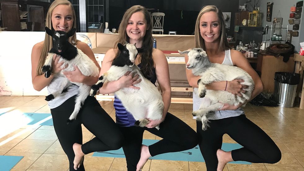 11 G.O.A.T Goat Puns To Caption Your Goat Yoga Instagram Post With