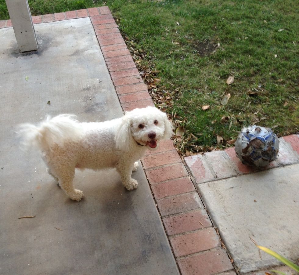 When Your Dog Is Dying