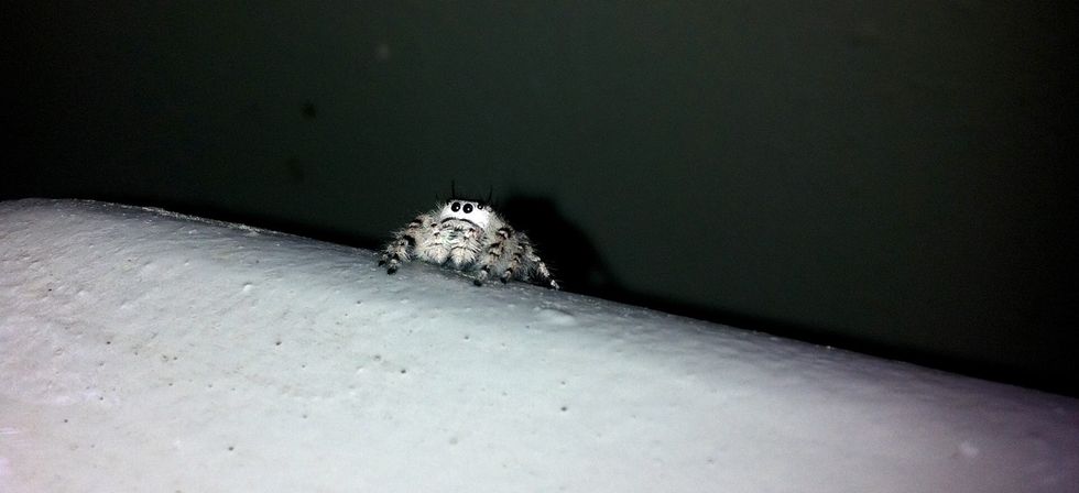 It's OK, Snakes And Spiders Hate You Too