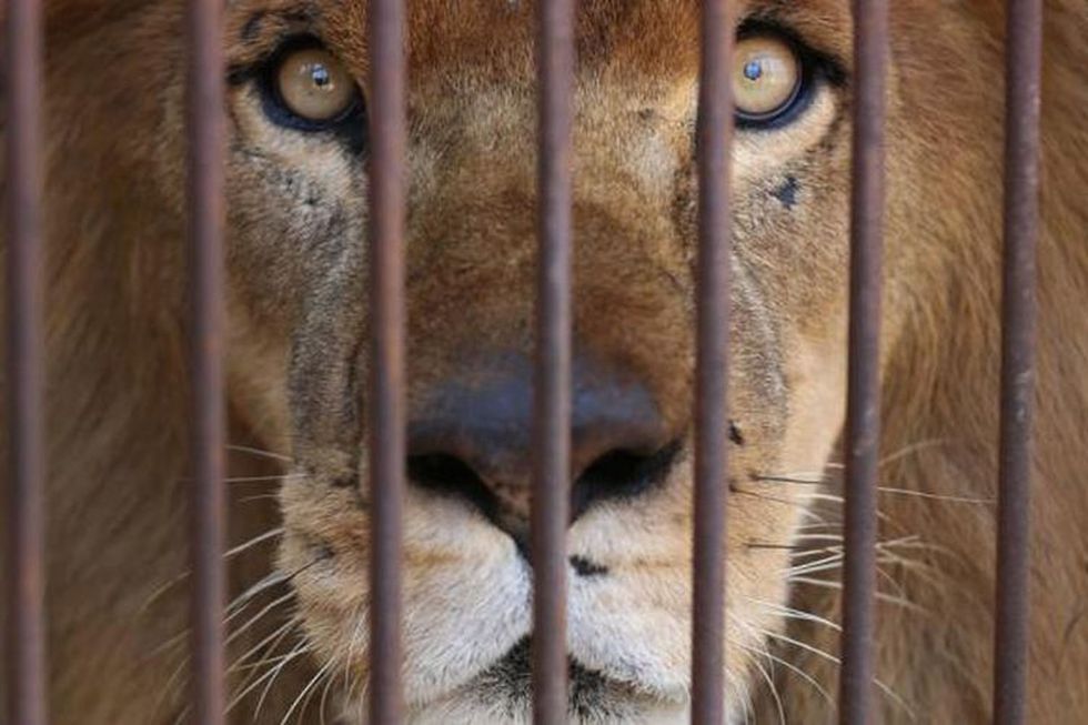 Stop Keeping Wildlife In Cages, It Is Killing People