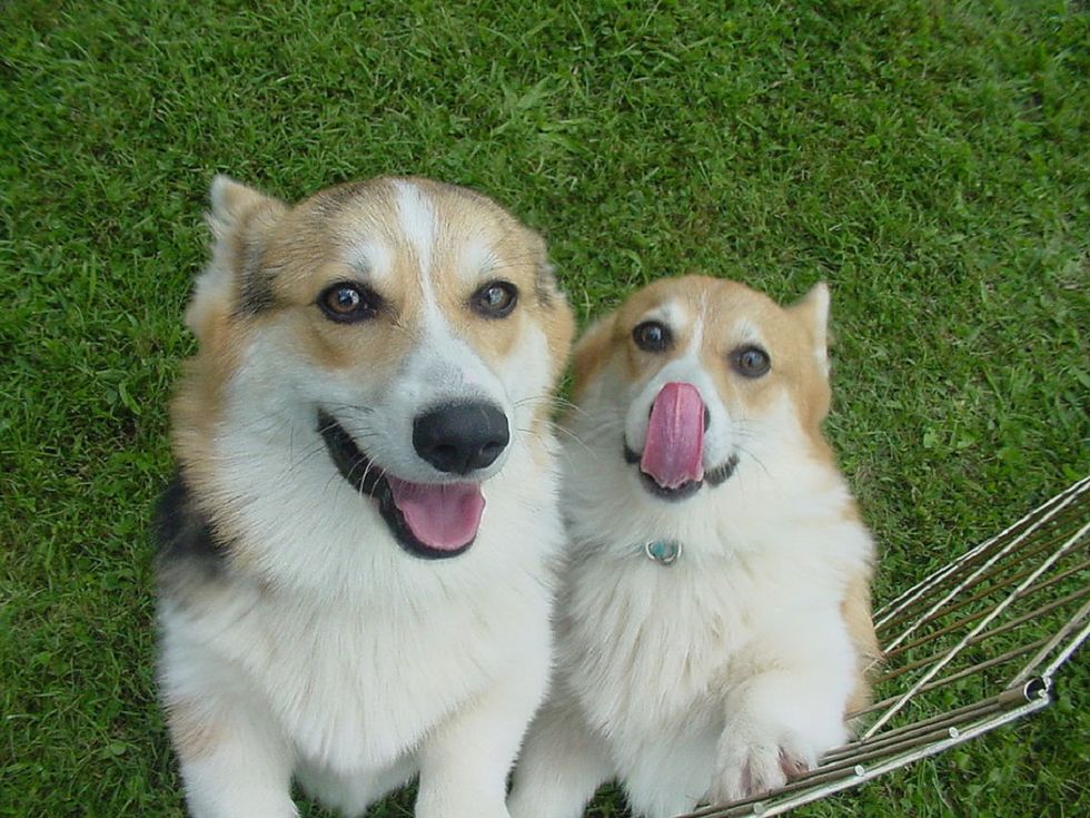 7 Pictures Of Corgis To Help Get You Through Your Week