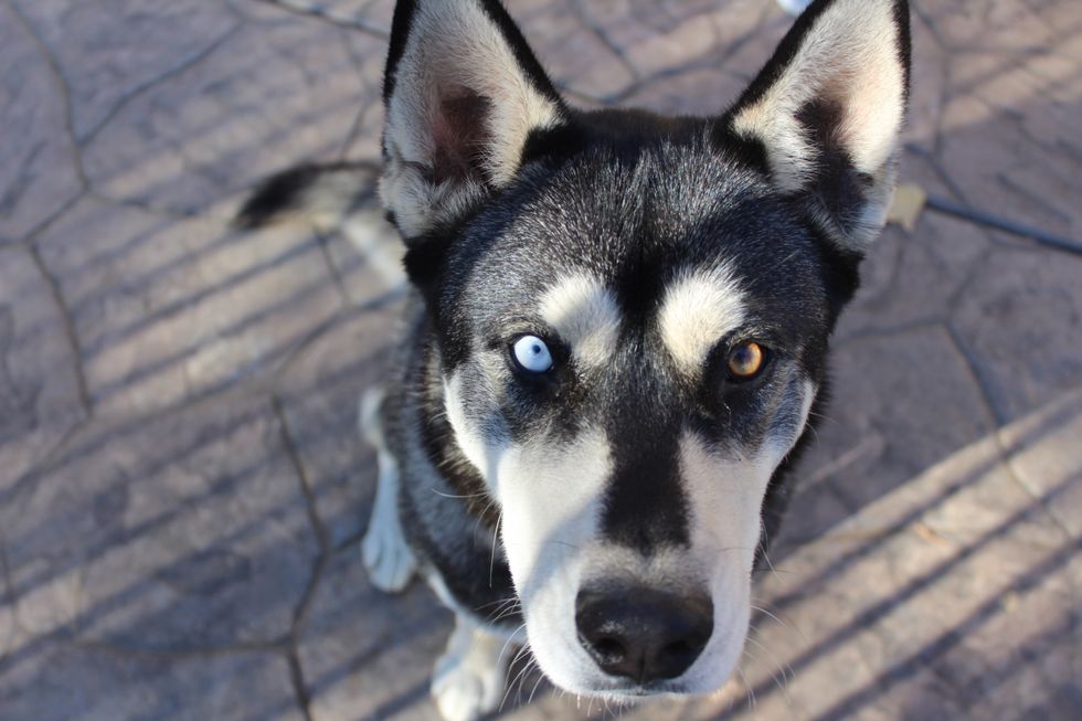 I Panicked When I Lost My Husky And Am So Thankful To Have Found Her