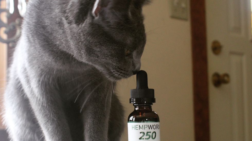 9 Reasons You Should Consider CBD For Your Pets