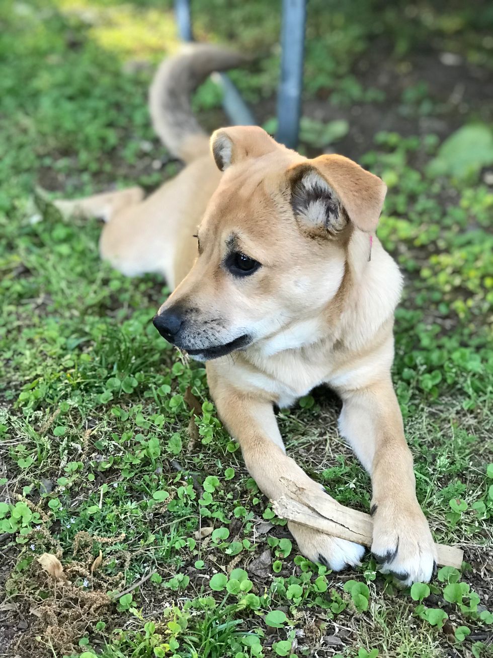 If You Don’t Think Dogs Are Better Than People, You Should