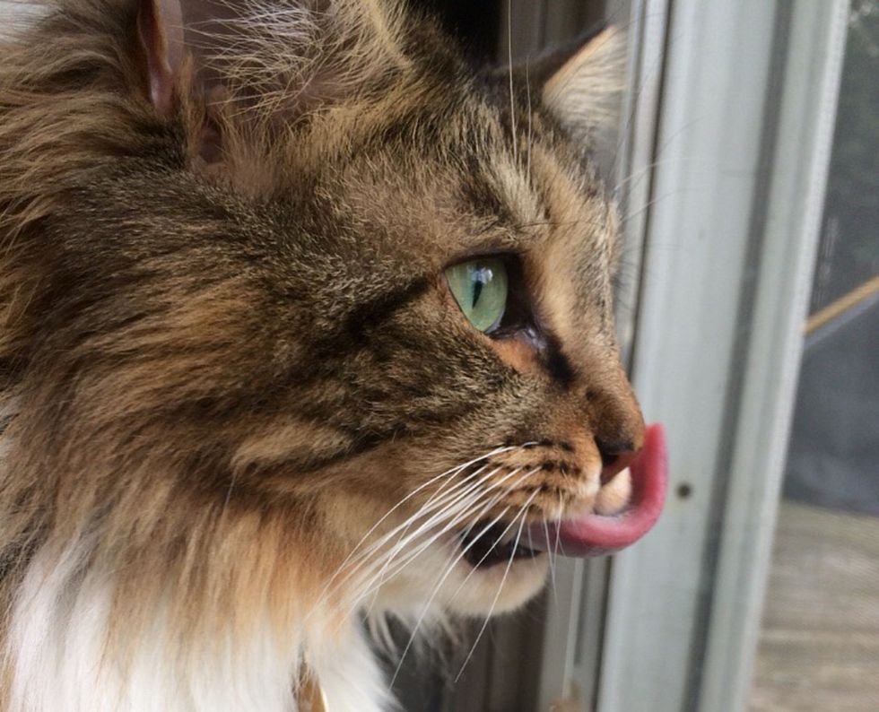 Listen Up, Cat Haters, Here Are 7 Reasons To Give Our Whiskered Friends A Second Chance