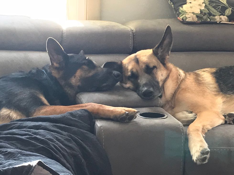 Yes, My Dogs Are My Kids