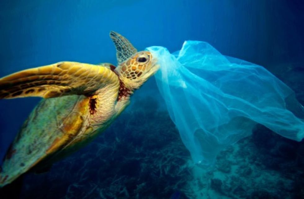You Should Start Thinking About Plastic Waste, For The Sake Of The Turtles And Fish