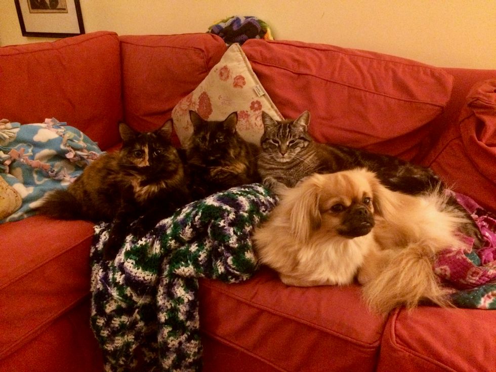 How Many Names Does A Pet Have?