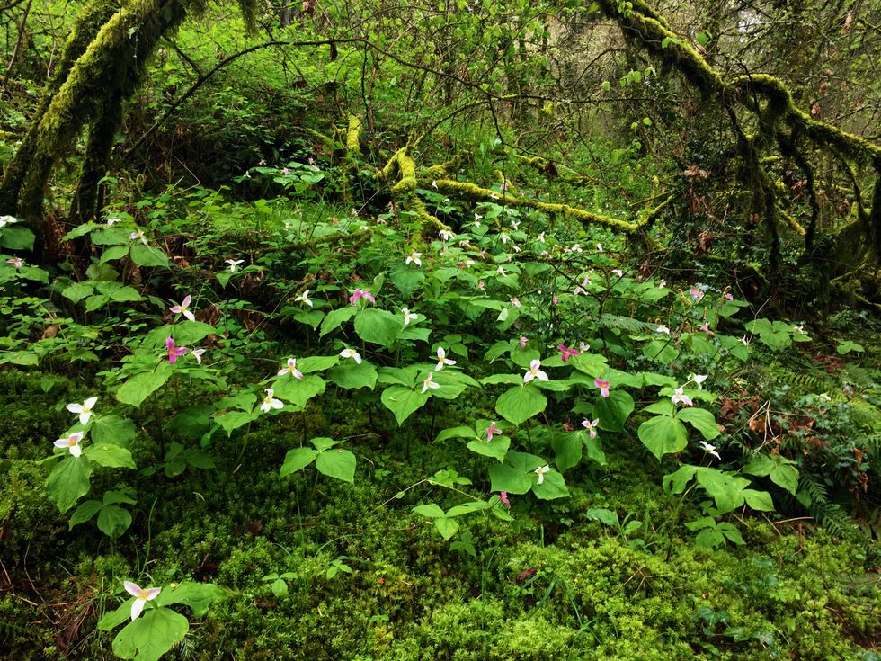 This Is My Father's World