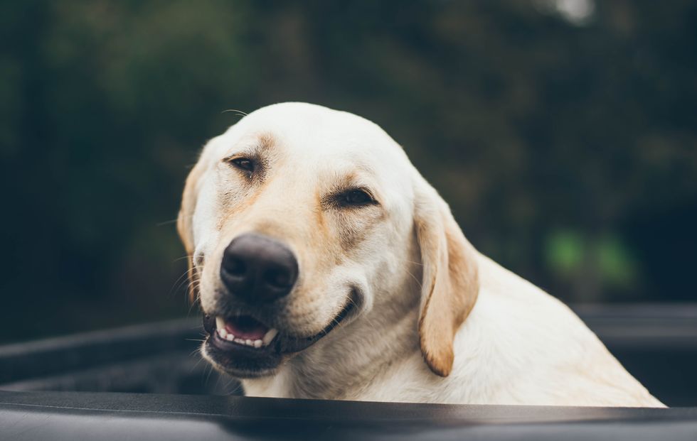 13 Questions We Would Ask Your Dog If They Could Speak