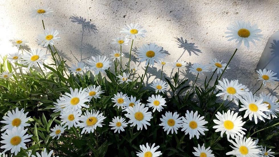 Artist, Audience, Curator And The Artwork