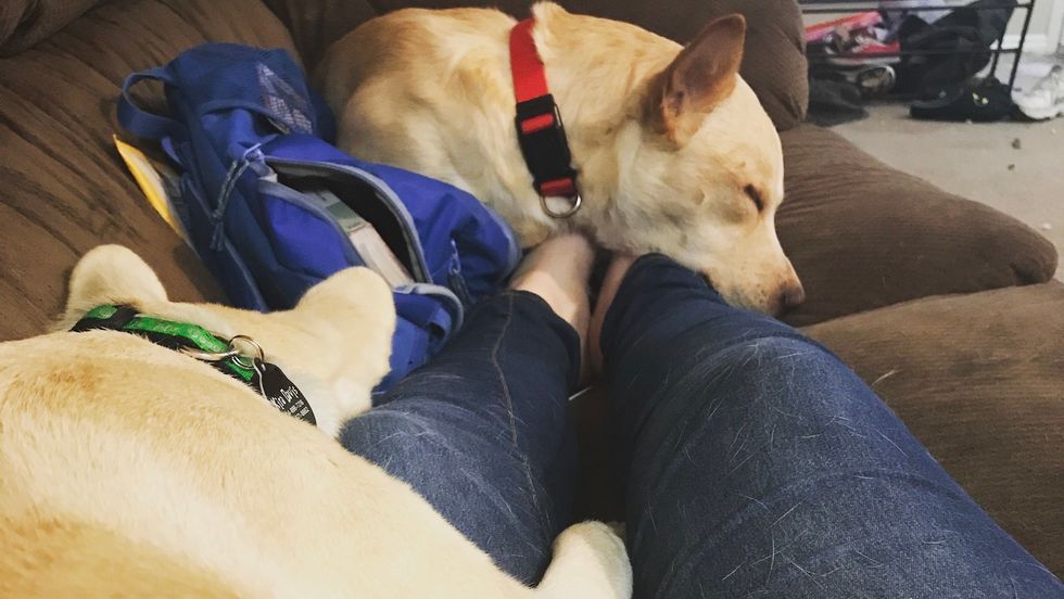 6 Reasons You Should Foster For A Dog Rescue