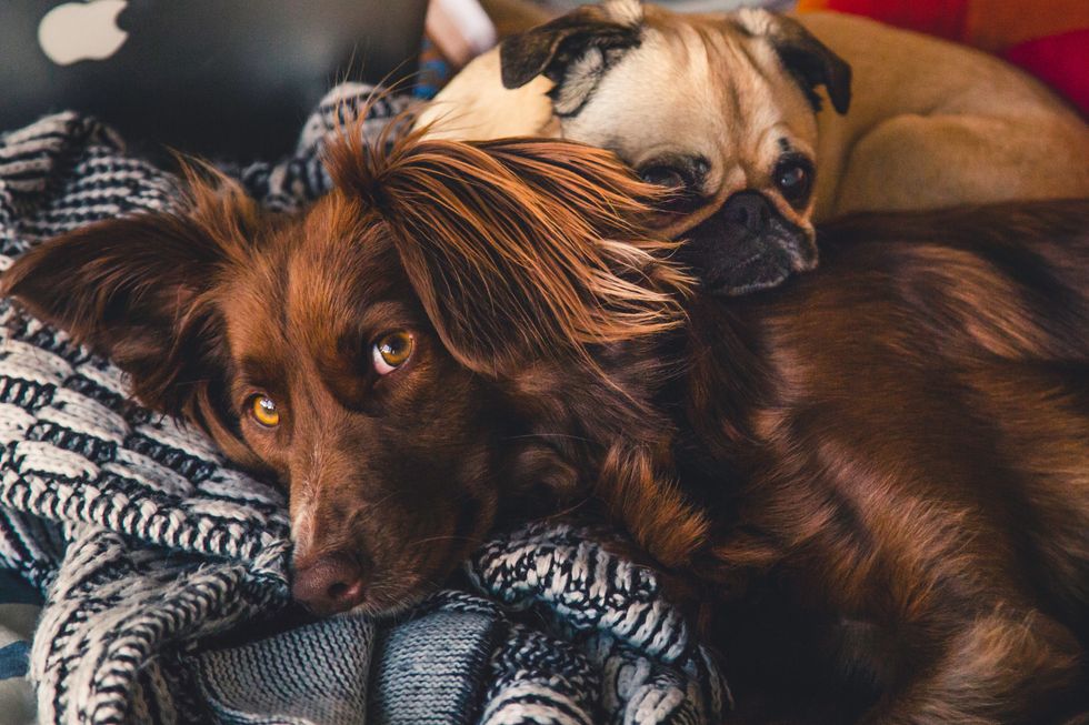 17 Thoughts You Have When You're The Mother To A Dog