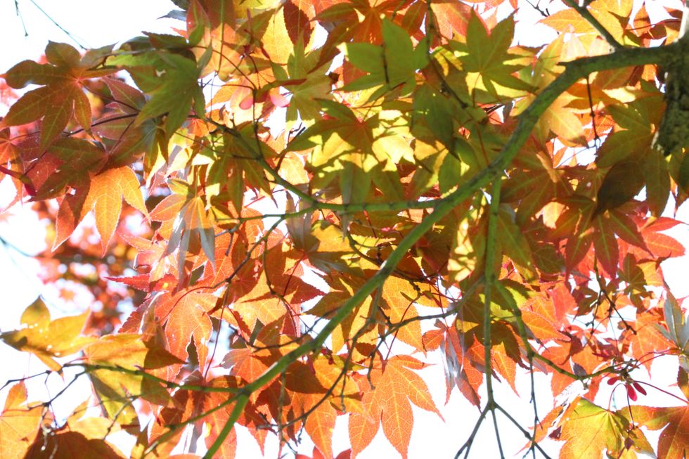 Poetry On Odyssey: Mirror Of The Month