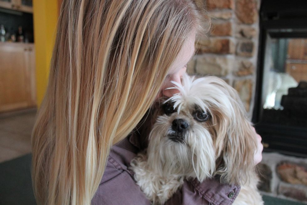 7 Times Shih Tzu's Did Not Give A  Sh*t