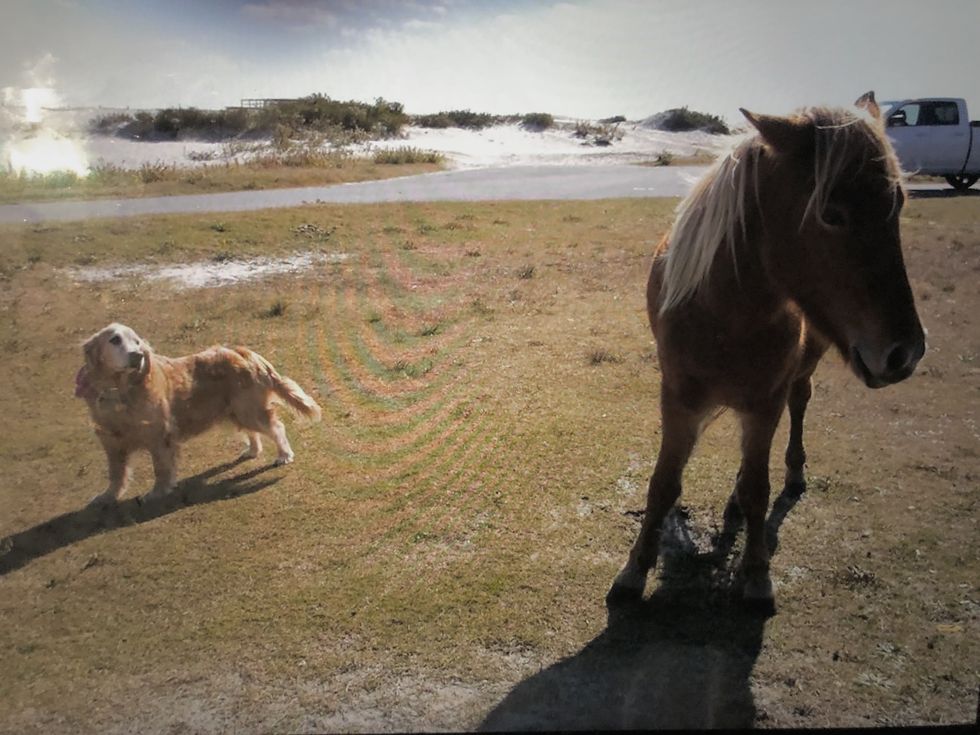 Assateague Island, A Magical Place Spanning Two States