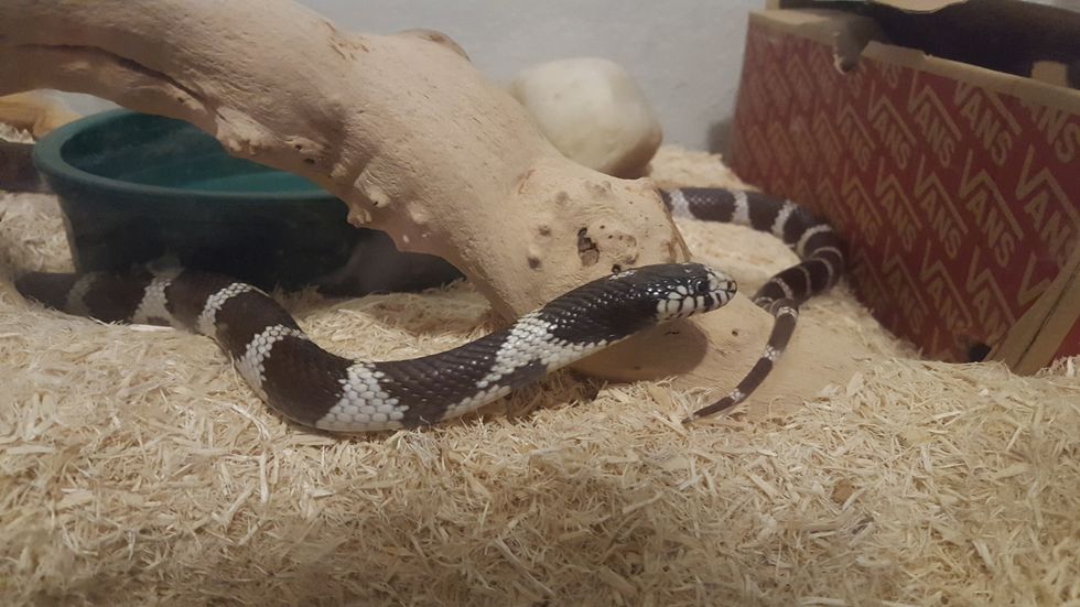 Consider A Reptile Before A Furry Friend