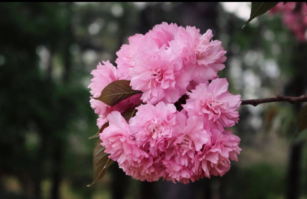 Photography On Odyssey: 4 Meanings Behind Flowers You Can Find In Your Own Backyard