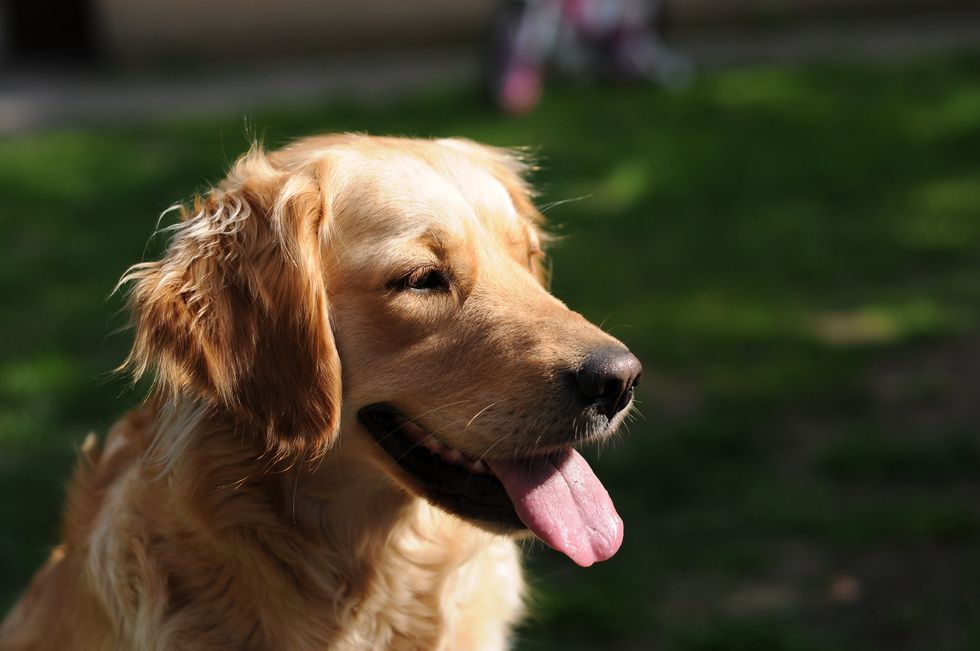 13 Reasons Why Golden Retrievers Win The Gold In The 'Best Dogs' Olympics
