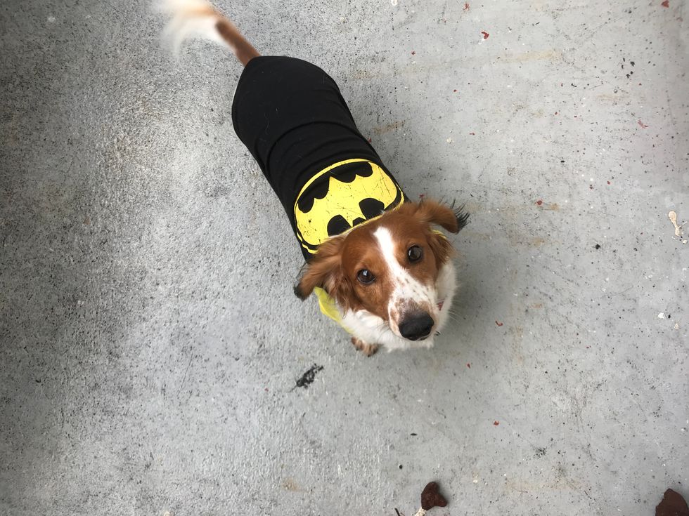 7 Reasons To Adopt A Weenie Pup