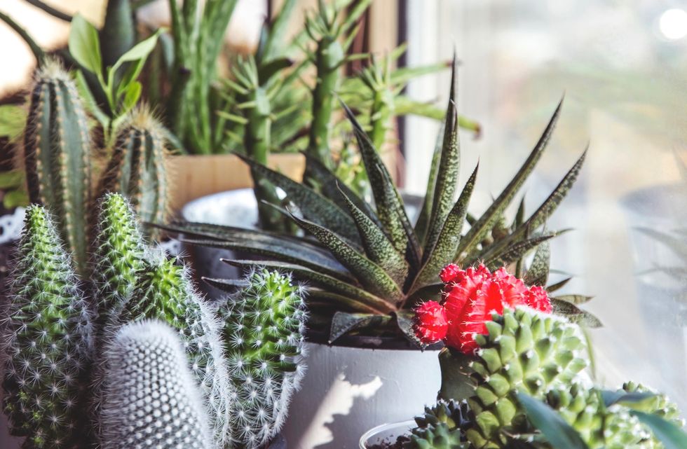 9 Little House Plants To Brighten Your Mood On A Rough Day