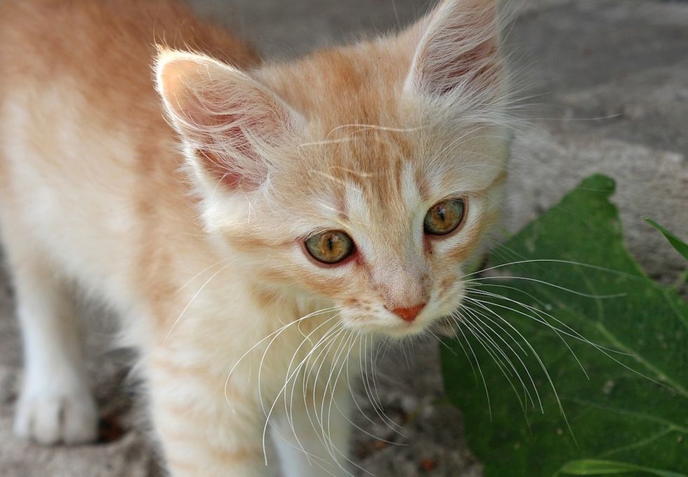 You Don't Need To Be A 'Cat Person' To Love This Short Story