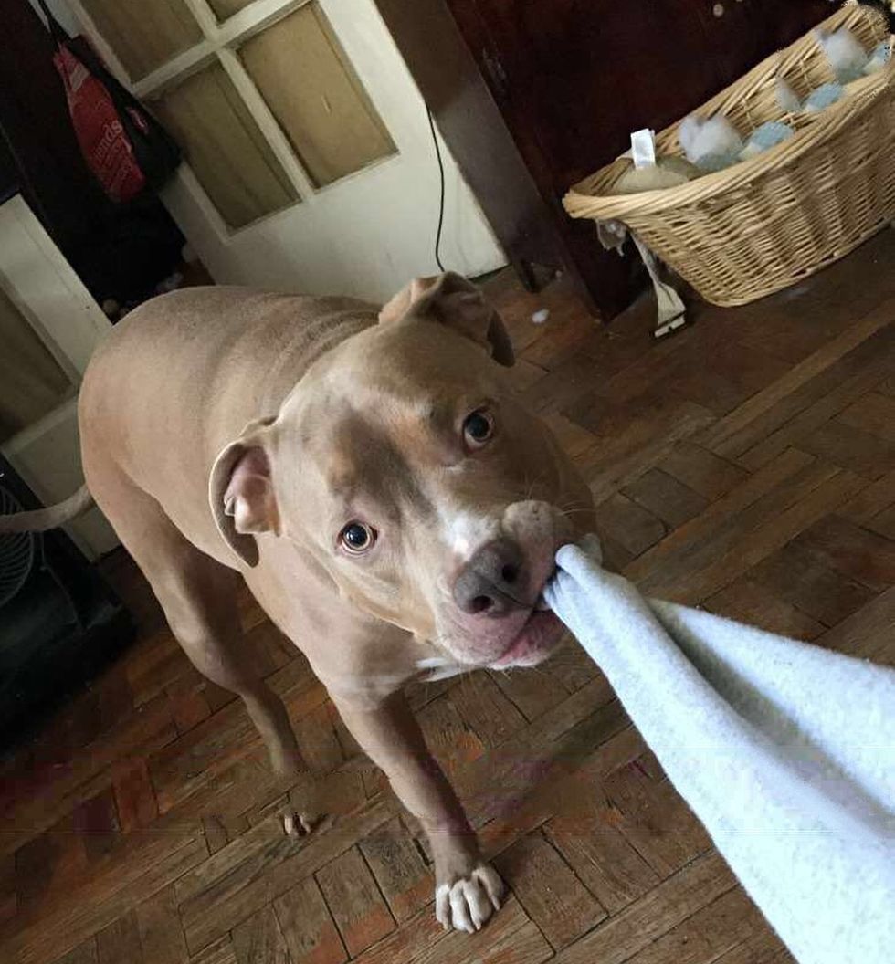 My Pittbull Doesn't Care About You, Or Your Opinion