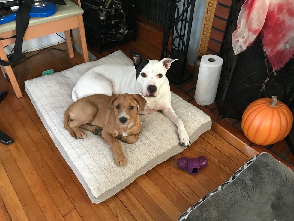 What My Two Dogs Taught Me