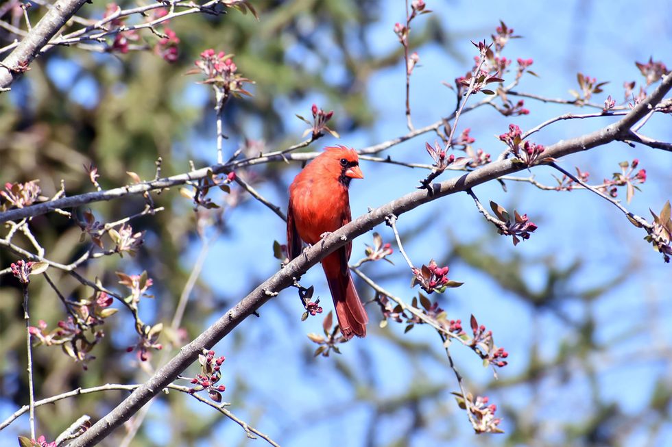 Seeing A Cardinal Instantly Made My Week Better