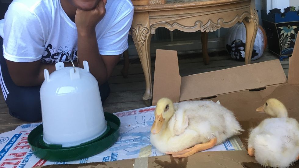 Mother Duck: How Raising Ducklings Lowered My Ego