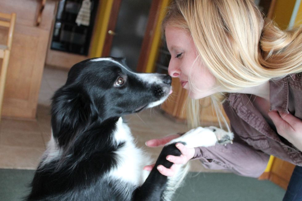 8 Times Border Collies Needed More Attention