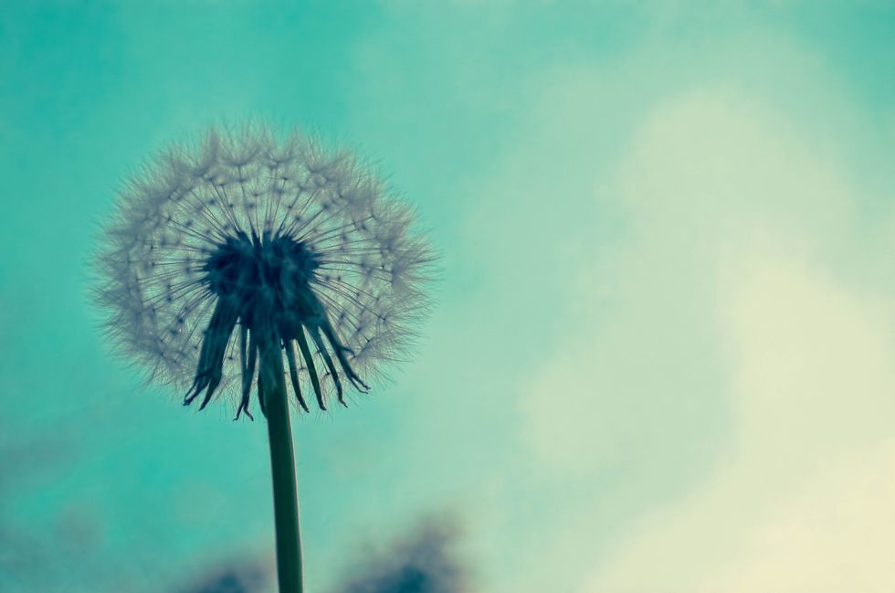 5 Reasons To Incorporate Dandelion Into Your Diet