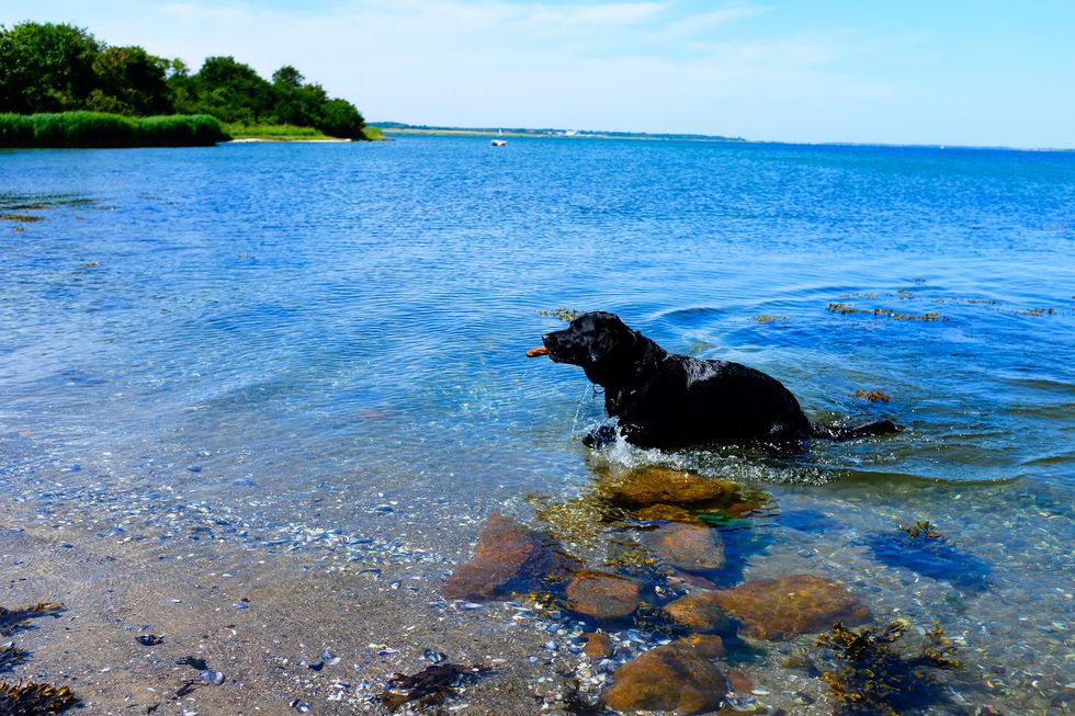 If Your Summer Job Coworkers Were Dogs, These Are The Breeds They'd Be