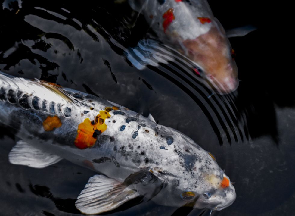 10 Things You'll Relate To If You're The Literal Pisces Stereotype