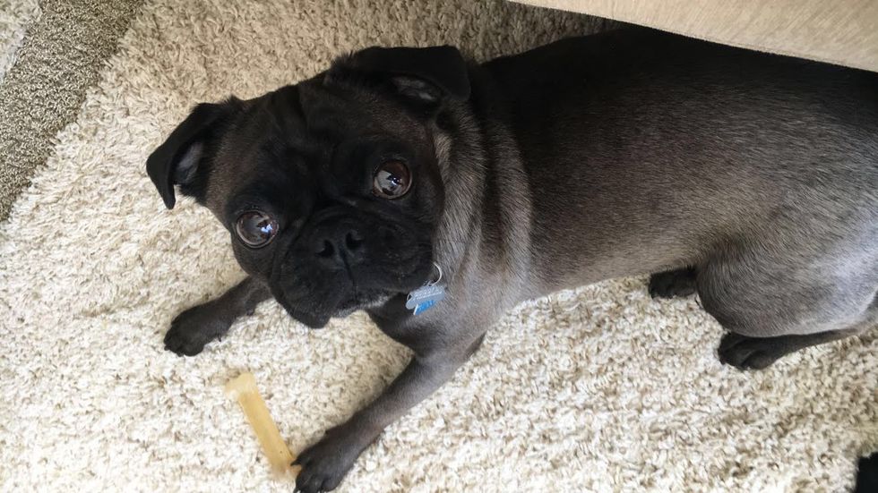 11 Things I Know My Dog Would Say If She Could Talk