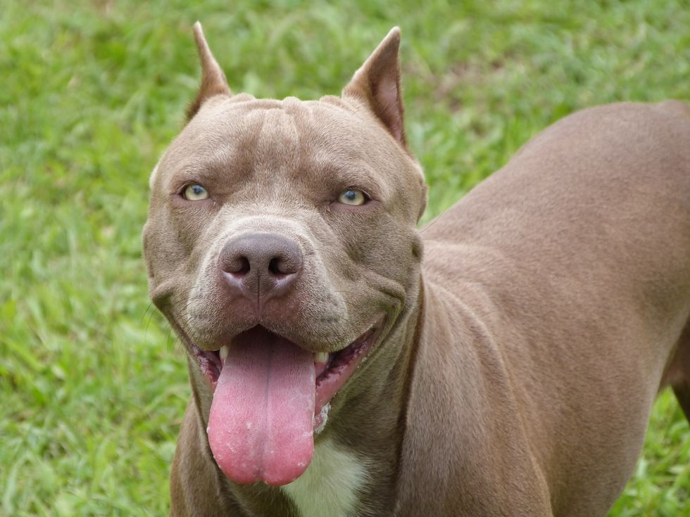Local Pit Bull Owner Insists Dog Only Angry Because It ‘Smells Fear,’ Somehow Expects To Assuage Neighbor’s Concerns