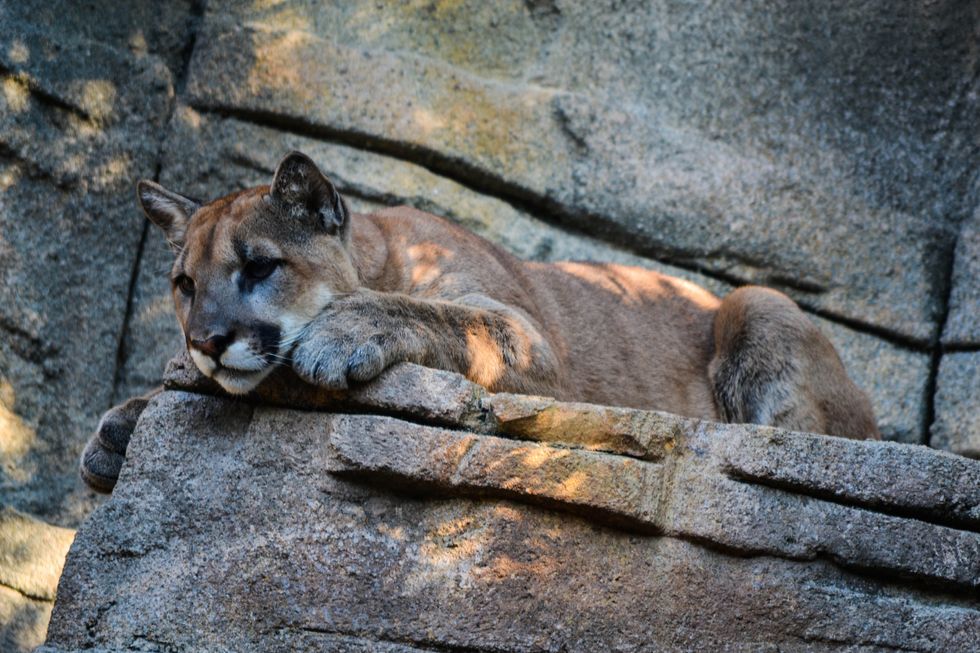 The Seattle Cougar Attack Isn't A Reason To Blame Animals For Animal Attacks