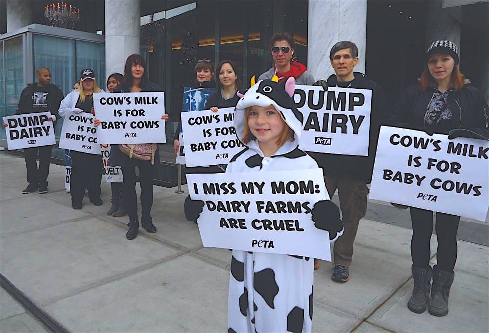Cows Rights 10 Things I Wish Animal Rights People Knew About The Livestock Industry ...